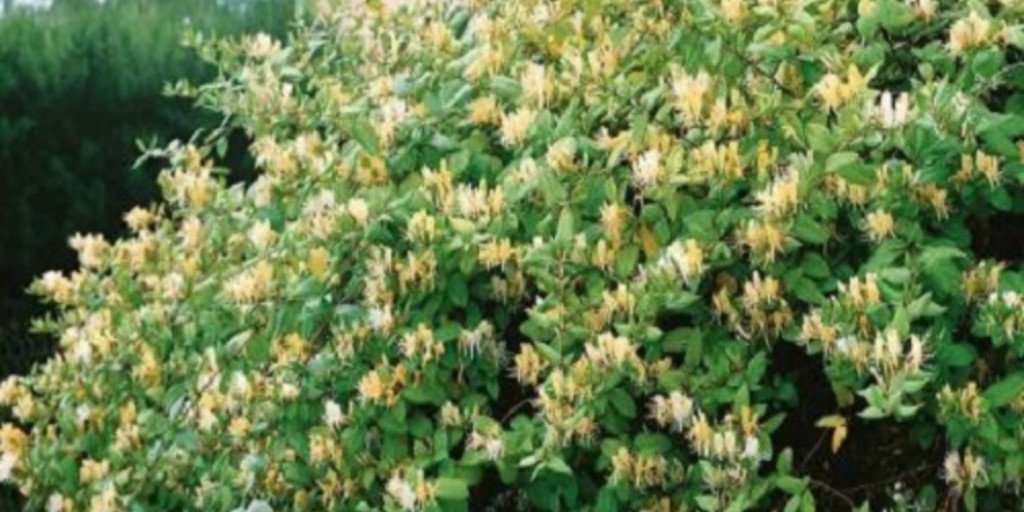 Lonicera Japonica Halliana (Chèvrefeuille De Hall) | La Boutique Derly