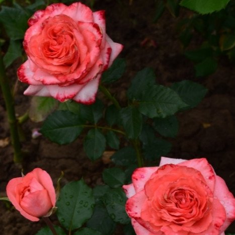 Lot de 3 Rosiers à Grandes Fleurs ARTHUR RIMBAUD Rose