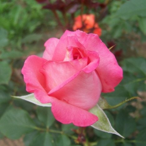 Lot de 3 Rosiers à Grandes Fleurs ARTHUR RIMBAUD Rose