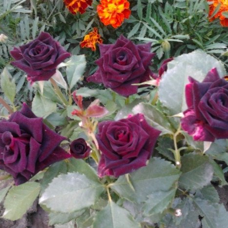 Lot de 3 Rosiers à Grandes Fleurs BLACK BACCARA Rouge