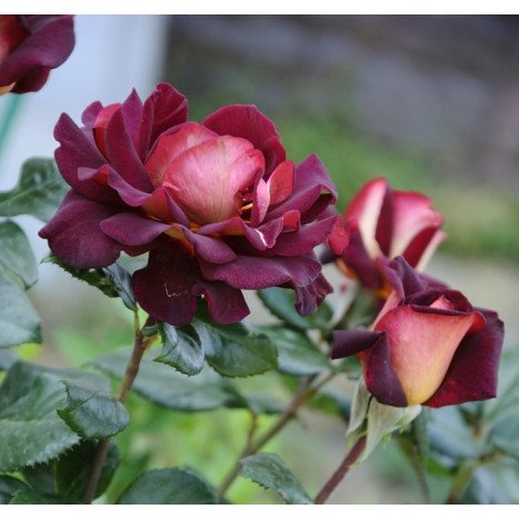 Lot de 3 Rosiers à Grandes Fleurs EDDY MITCHELL Rouge/Jaune