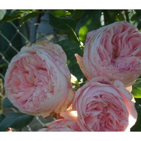 Rosier Grimpant L'ALHAMBRA Rose