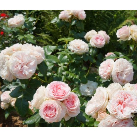 Rosier Grimpant L'ALHAMBRA Rose