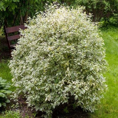 Cornus a elegantissima c3l