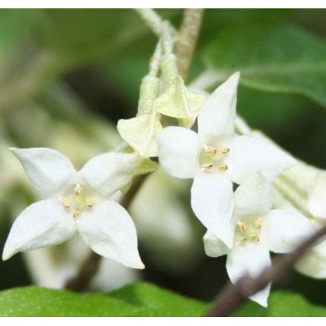 ELEAGNUS EBBINGEI COMPACTA