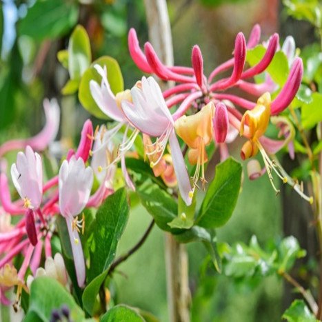 Lonicera Japonica Chinensis (Chévrefeuille de Chine)