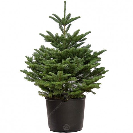 Abies nobilis eleve c 100/150