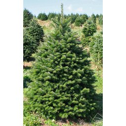 Abies nordmanniana coupé Label Rouge 150/175cm Avec pied à réserve d'eau (livrable en décembre uniquement)