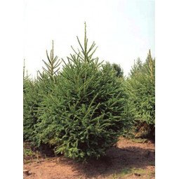 Picea Excelsa coupé Label Rouge 200/250cm avec pied à réserve d'eau (Livrable en  décembre uniquement)